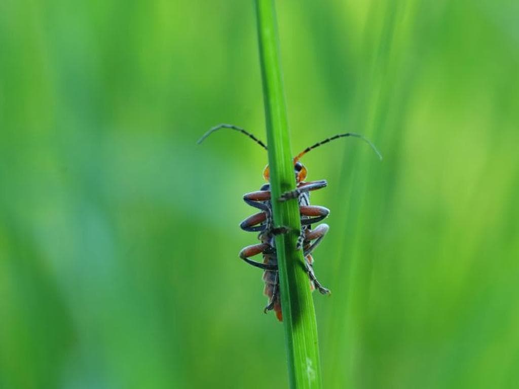 Insektenvielfalt im Botanischen Garten