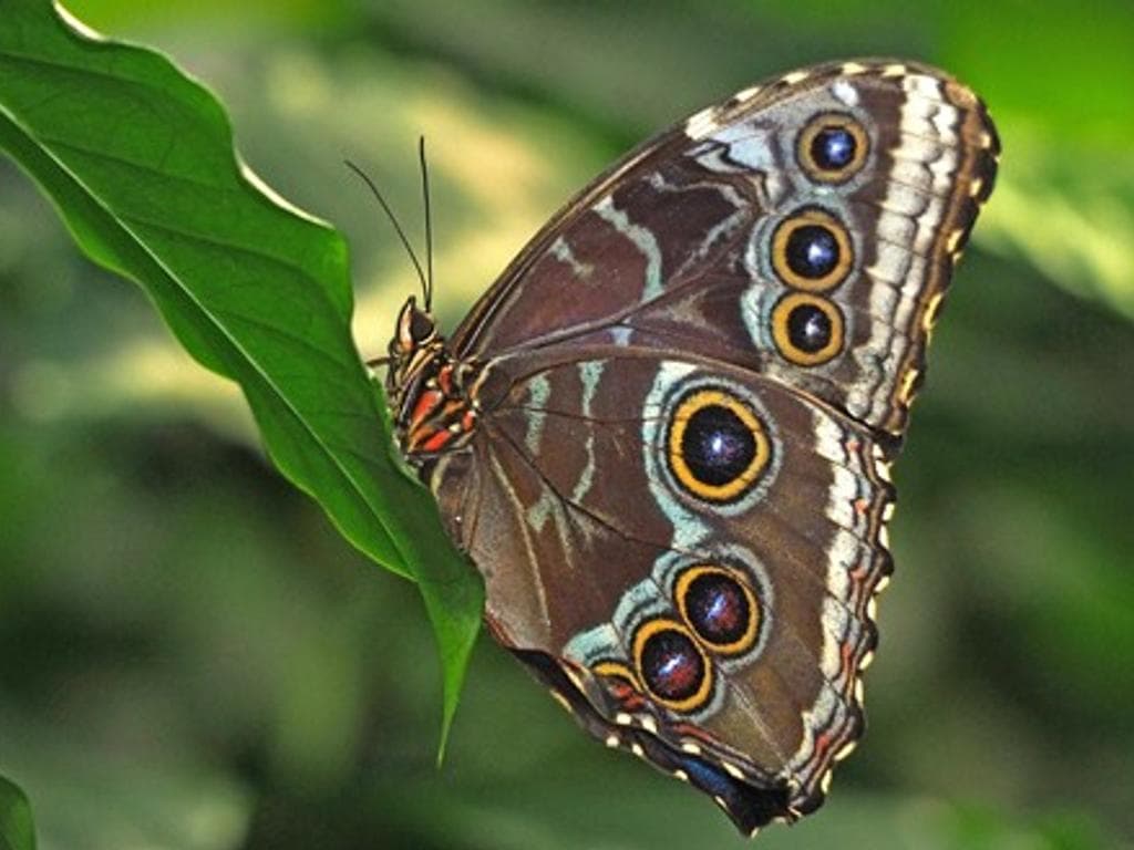 Im Flug durch die Tropen – Schmetterlinge hautnah erleben