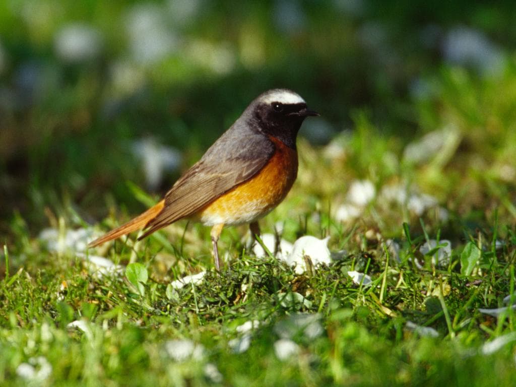 Ins Reich der Streuobstwiesen-Vögel
