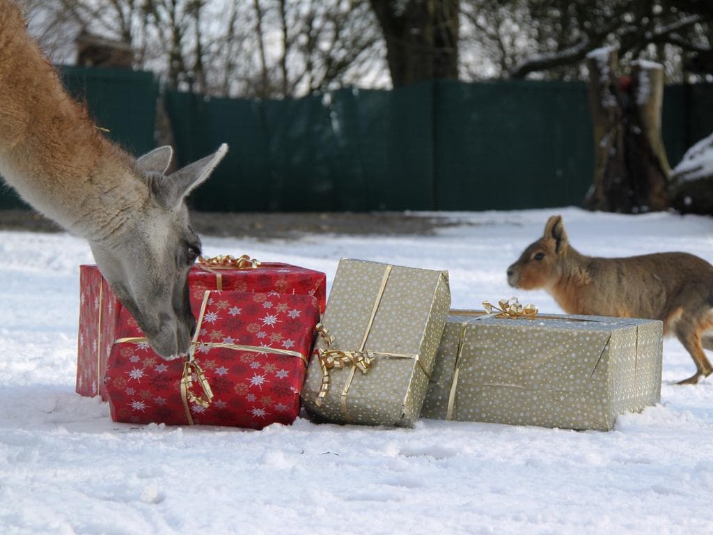 1. Advent im Zoo - Bratwürstelsonntag