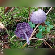 Pilze sammeln & bestimmen Lustbühel