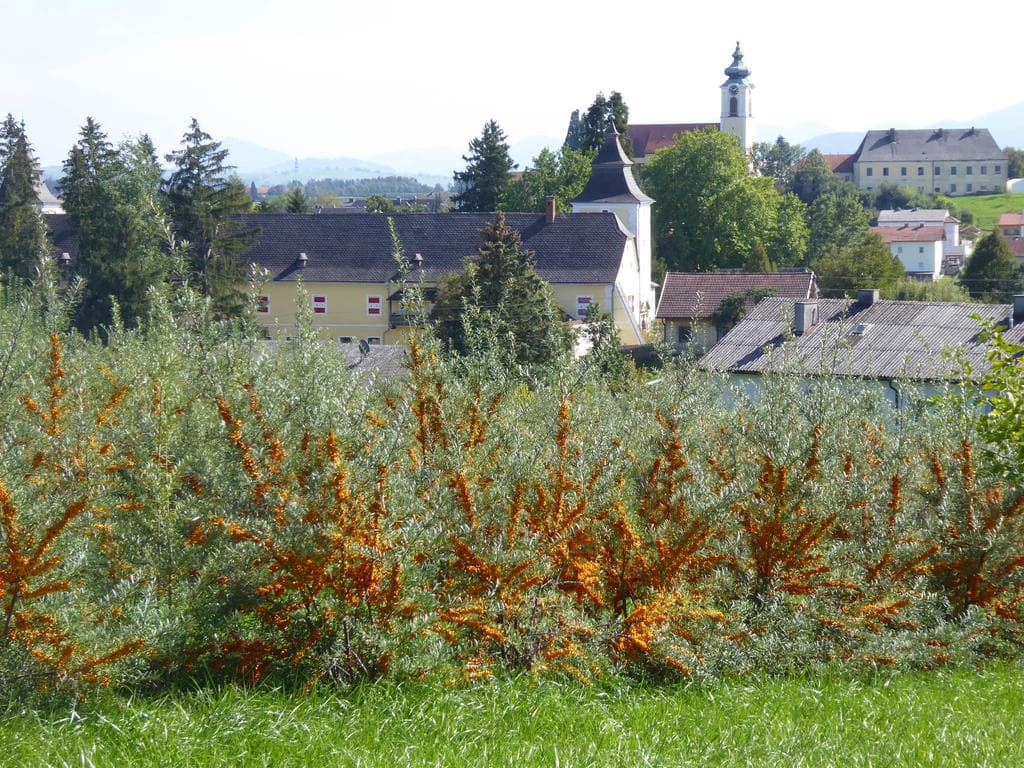Themenwanderung - Sanddorn