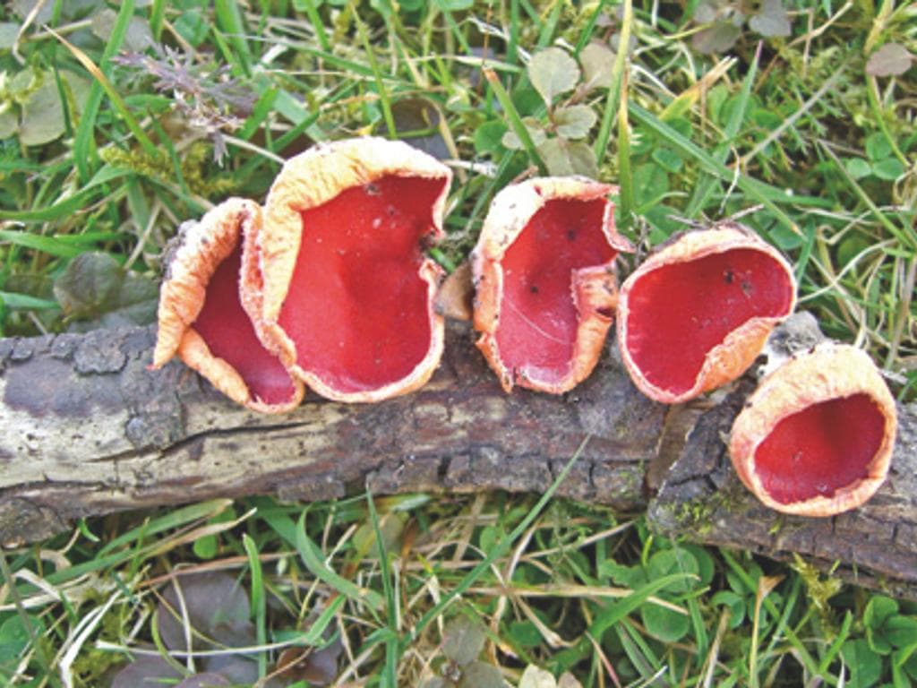 Pilze - Vielfältige Edelsteine des Waldes: NATURSCHAUSPIEL