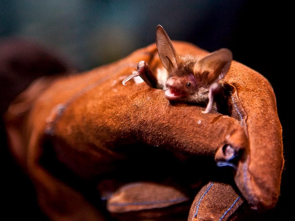 Bat Night - Nächtliches Fledermaus-Forschen im Naturpark