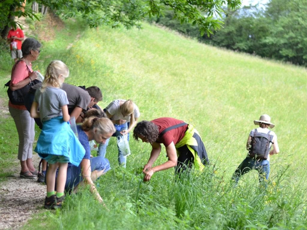Kräuterwanderung mit Helga Graef