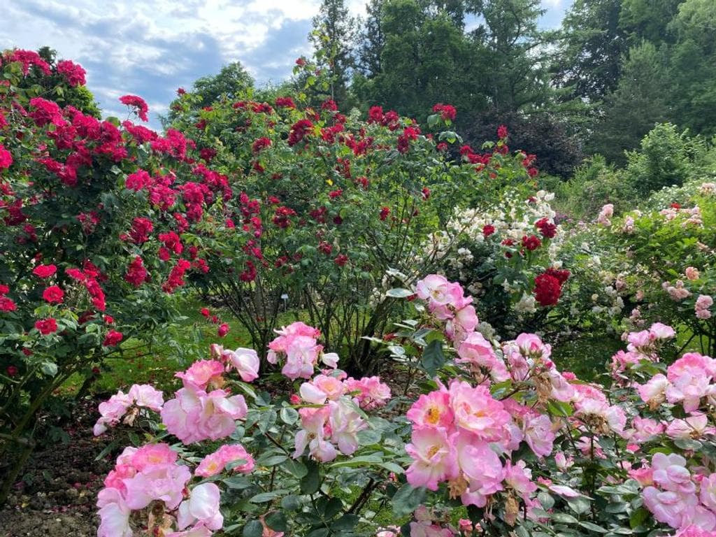 Das Barbara Prammer-Rosarium in voller Blüte
