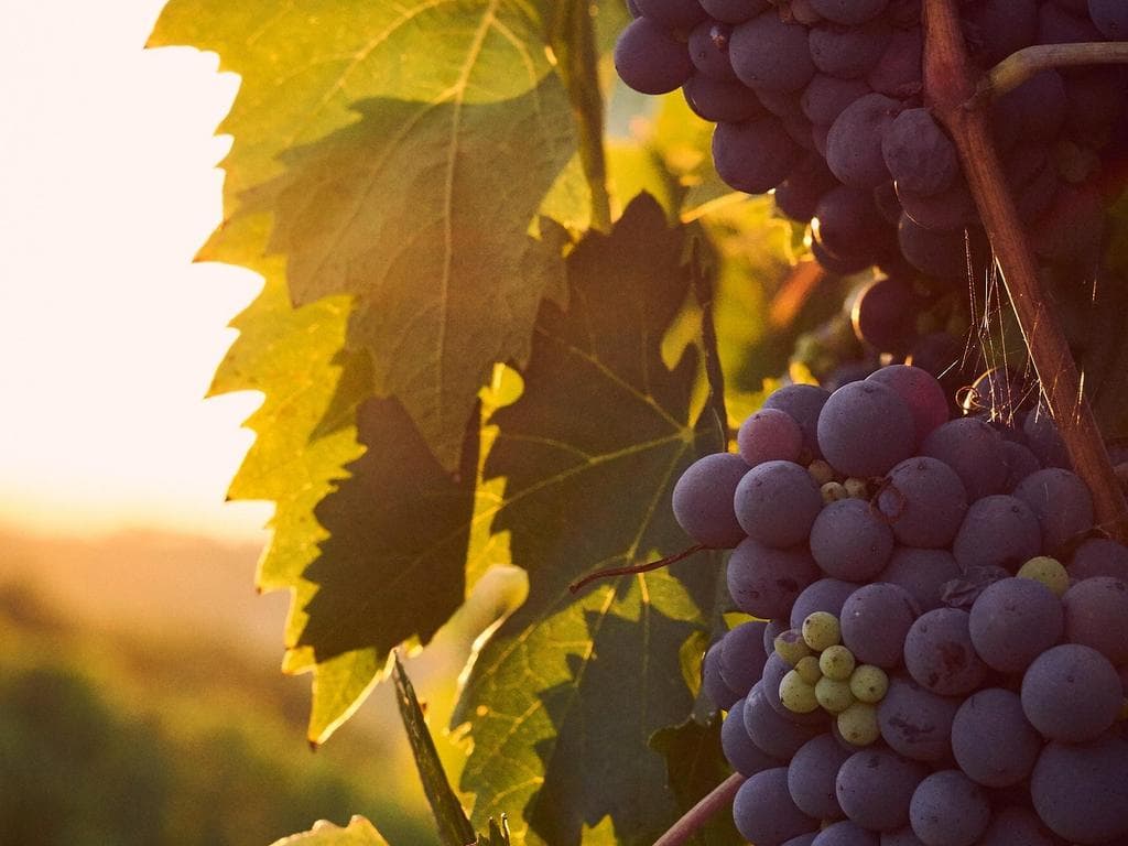 Weinlesefest