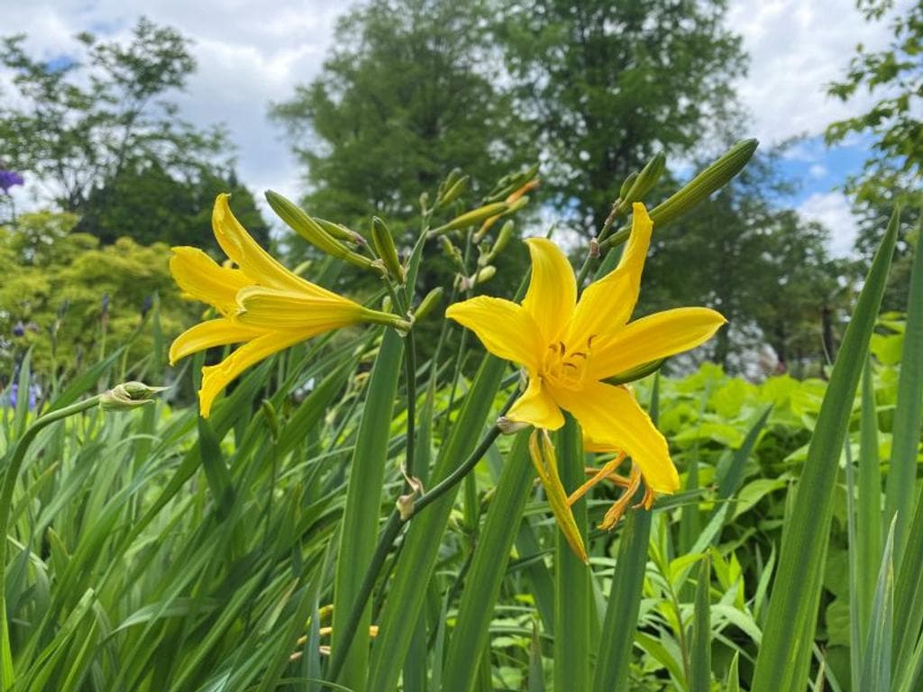 Aus dem Garten, auf den Tisch – Anbau und Verwendung verschiedenster Kräuter
