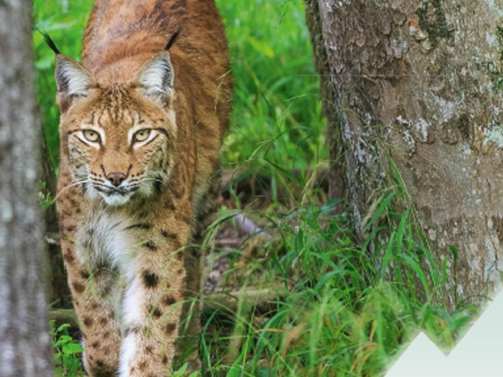 Nationalpark Kalkalpen - Im Reich des Luchses