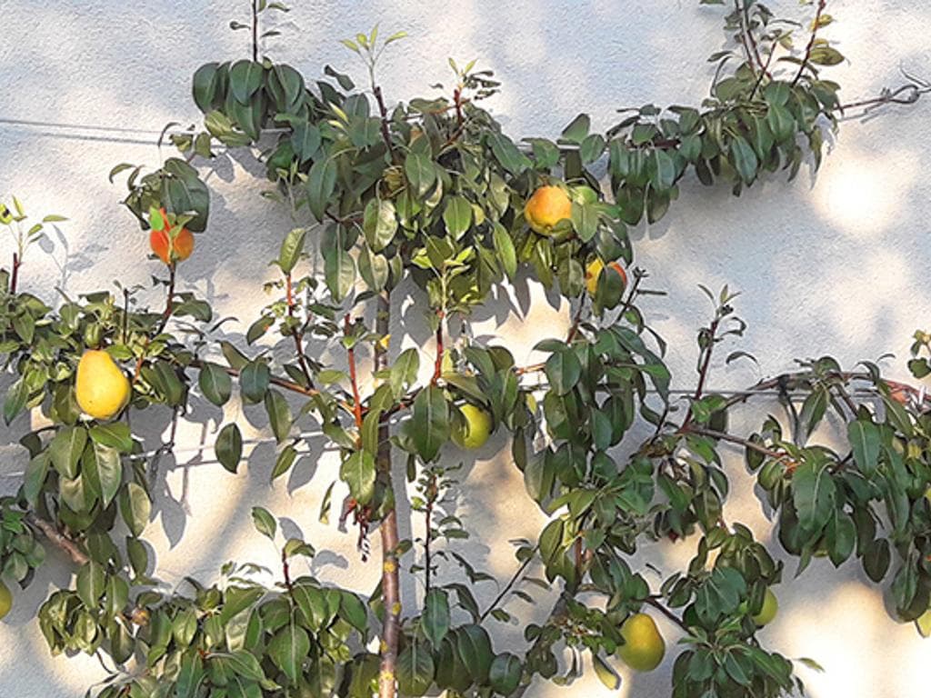 Sommerschnitt von Obstbäumen