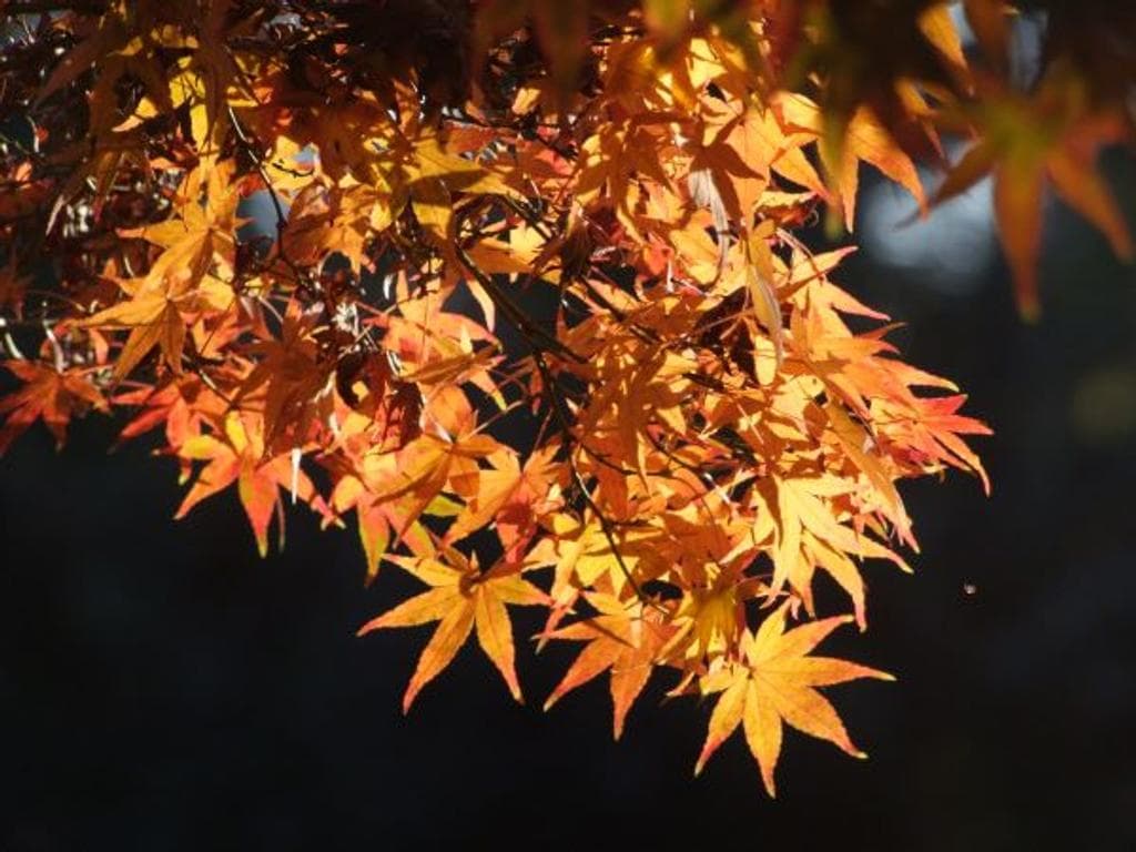 Die Farben des Herbstes im Botanischen Garten