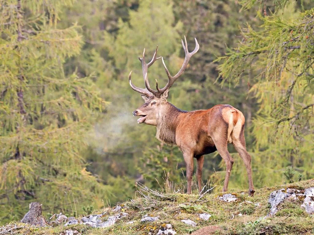 Hirschlos´n - Hirschbrunft im Nationalpark