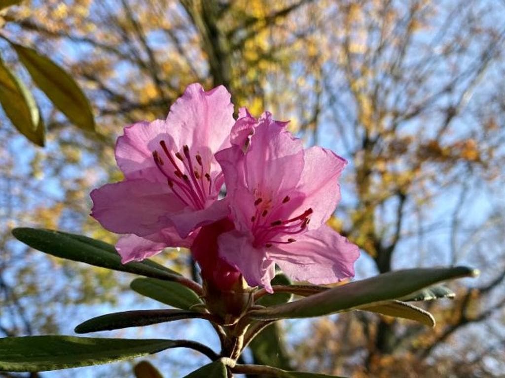 Schattige Plätze im Garten farbenfroh gestalten – Rundgang mit Pflegetipps