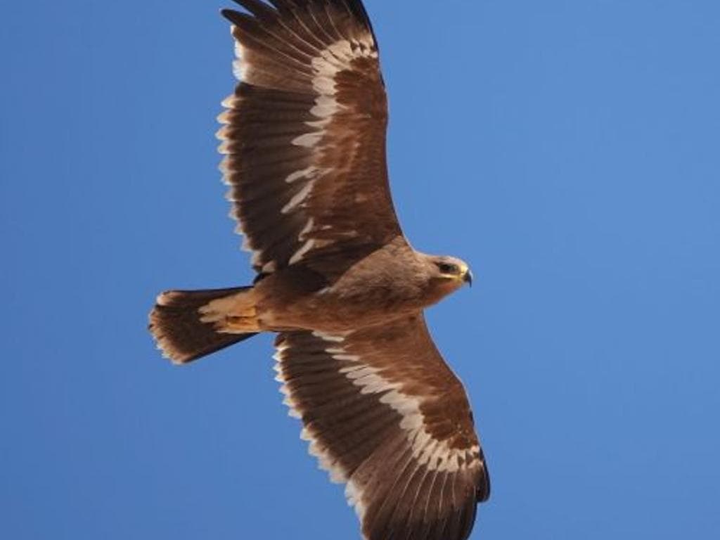 Oman – Vogelbeobachtung zwischen Meer und Wüste