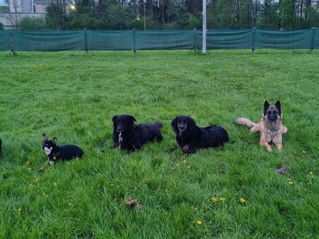 Alltagstauglichkeitskurs - Hundesportschule Neumarkt – Grieskirchen