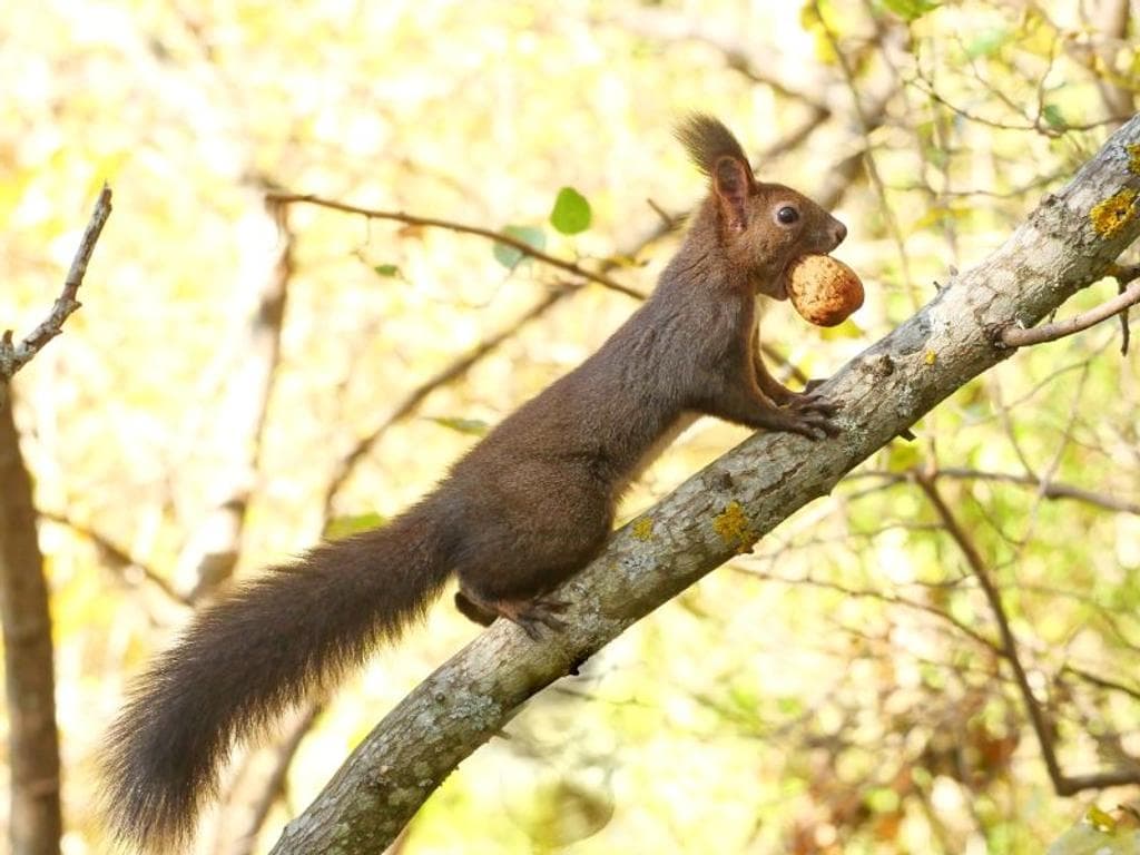 Tierische Bewohner im Winter