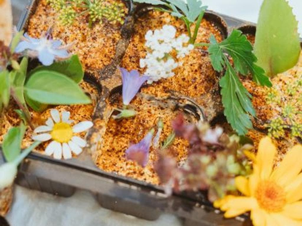 Der essbare Garten – Wildpflanzen, Kräuter und Gemüse vor der Haustür