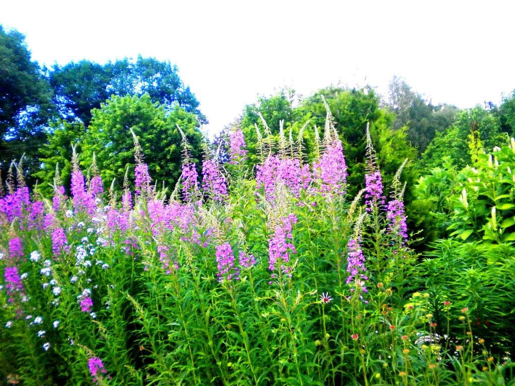 Kräuterwanderung: Der Herbst und seine Schätze