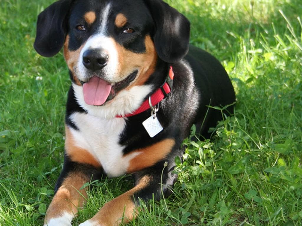 Sachkunde-Kurs für Hunde in Oberösterreich - Landhotel Schicklberg