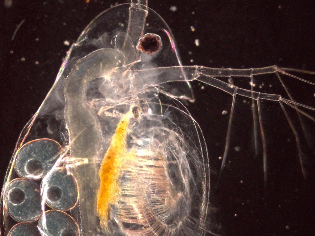 Junge Uni: Das Leben im Wassertropfen des Mondsees