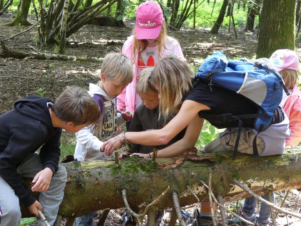 Auf den Spuren der Waldameisen
