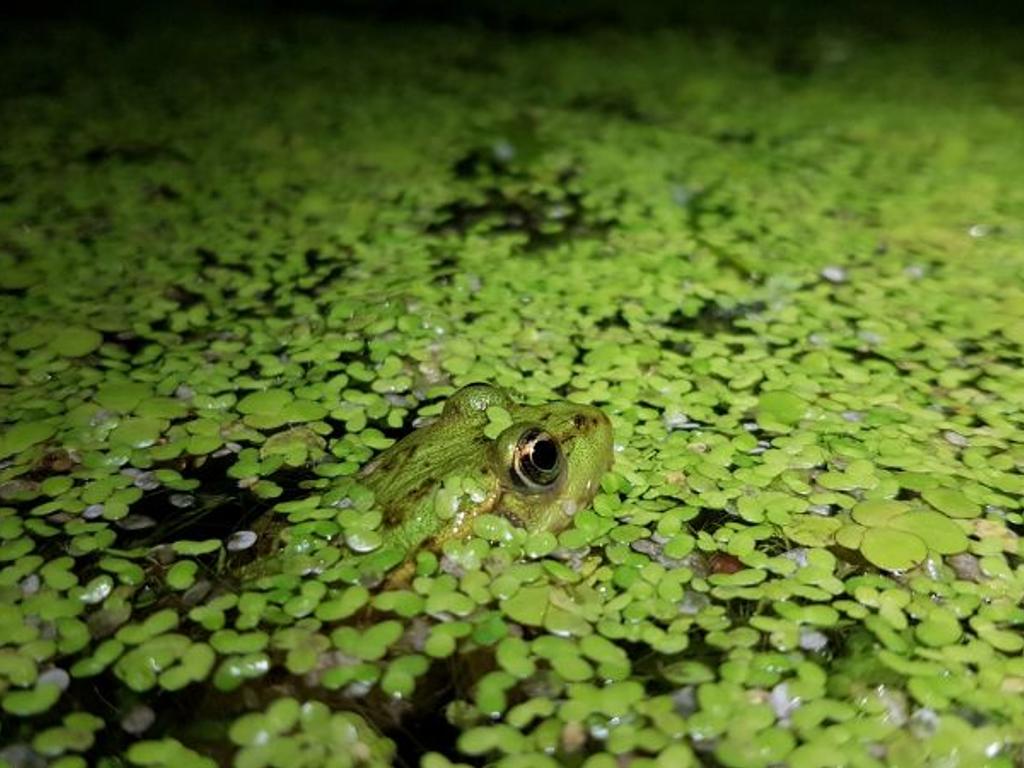 Tobias Nigl, MSc: Amphibien in den Traun-Donau-Auen