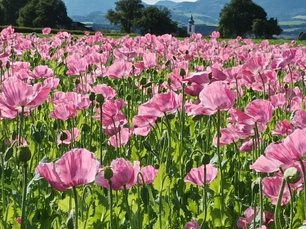 Themenwanderung - Mohnblüten