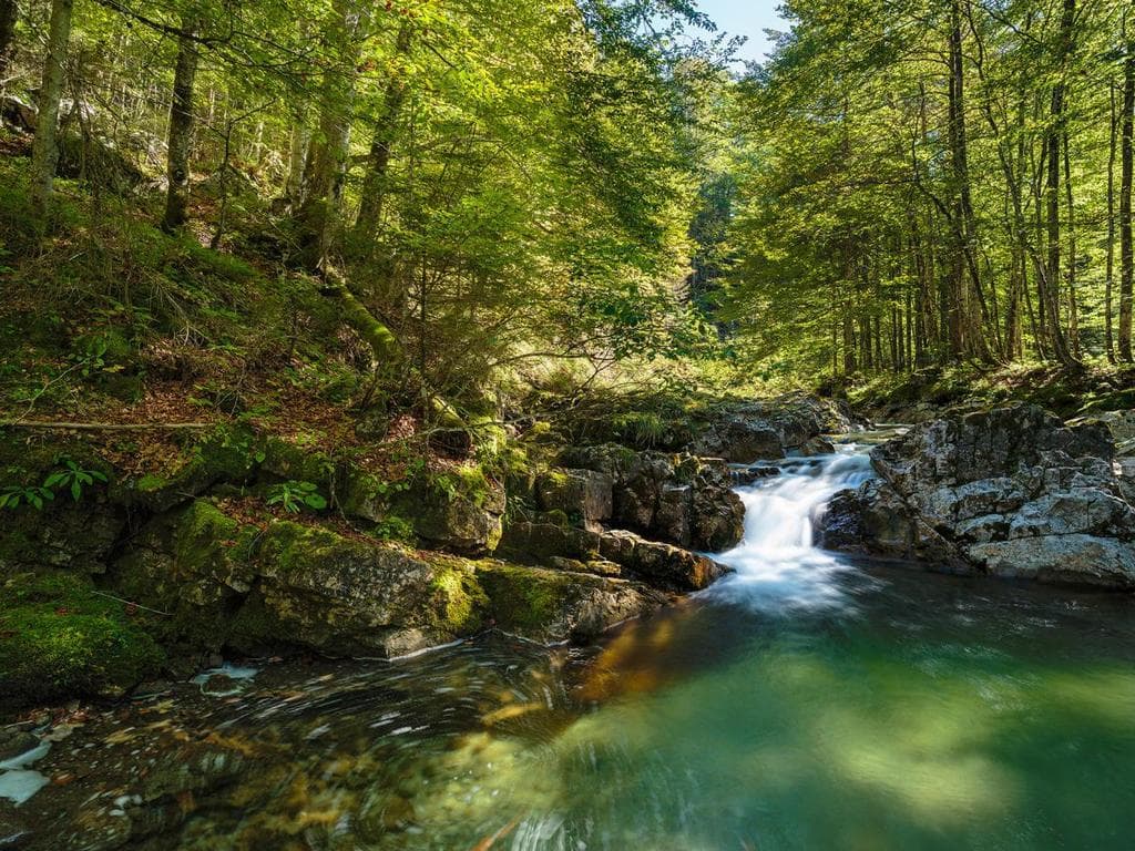 Kühle Wasser, wilde Wälder