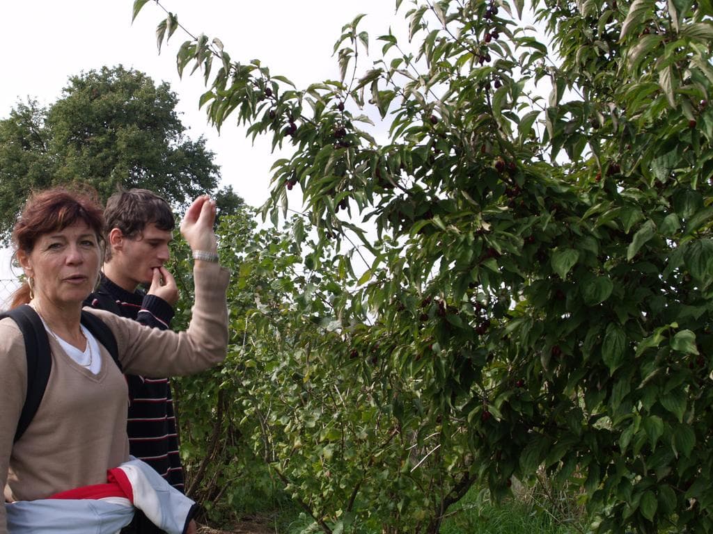 Pflück mich! Essbare Beeren und Früchte im Herbst entdecken