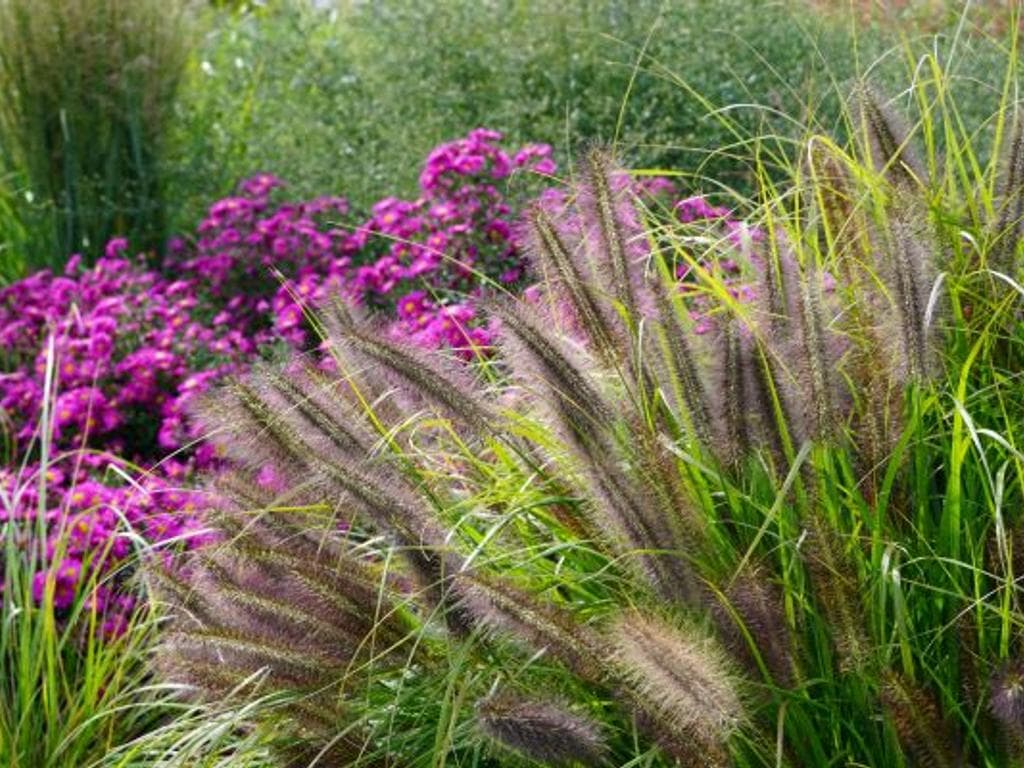 Sommer- und Herbststauden für den Garten