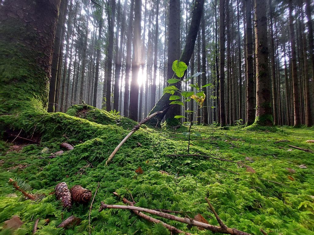 Wildkräuter - Wanderungen