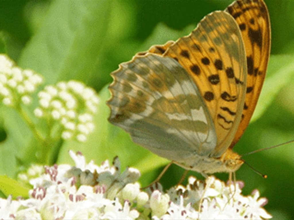 Fliegende Edelsteine - Tagfalter