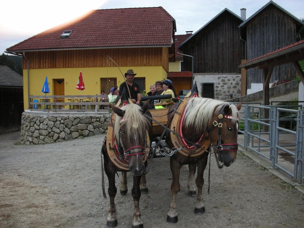 Pferderast Scherhäufl Ranch