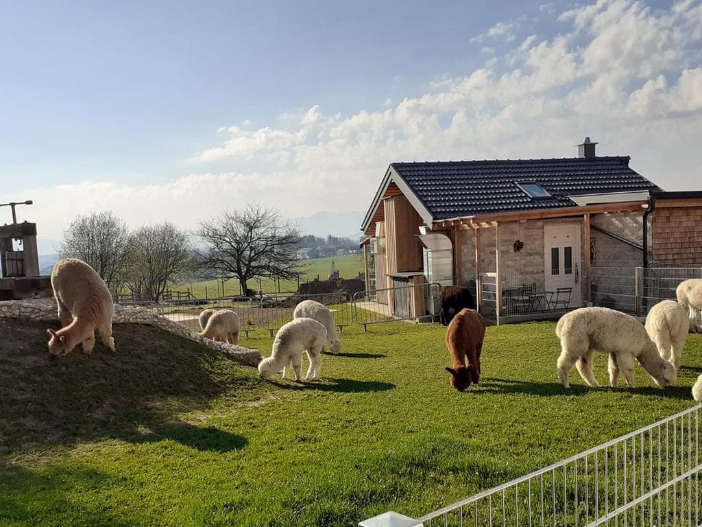 Jausenstube Vitzal im Alpaka-Garten