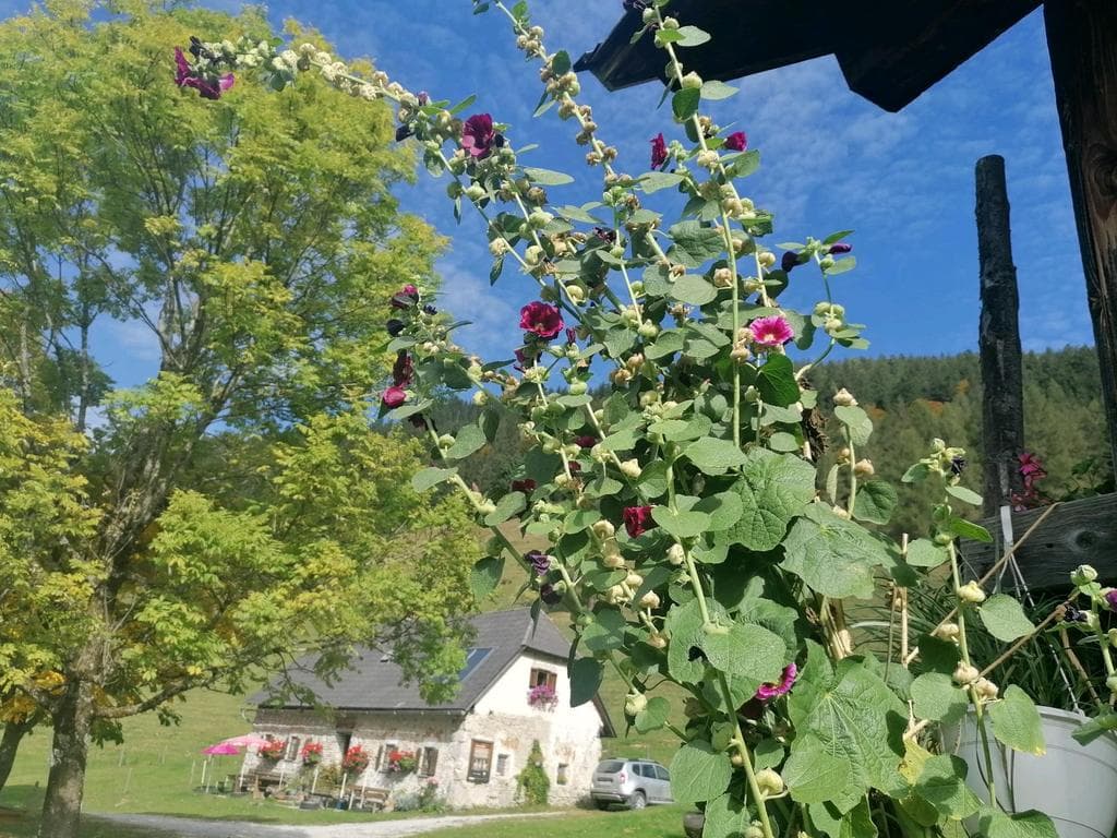 Spitzenbergeralm