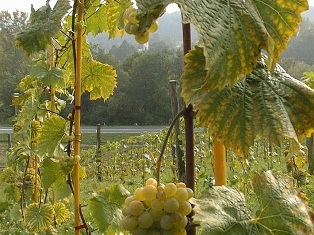 Weinheuriger "Zum Weinblick"