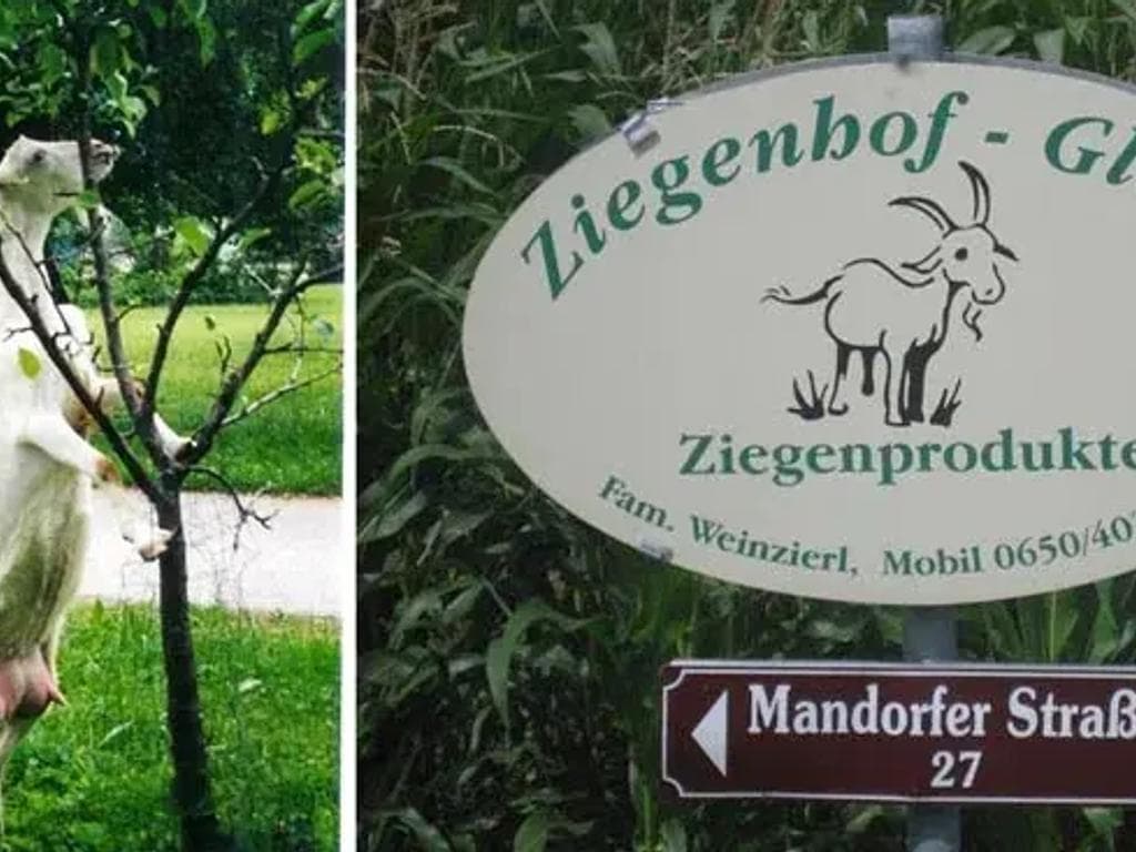 Ziegenhof Glück - Familie Weinzierl